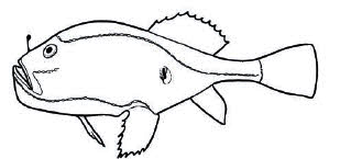 Familia Chaunacidae.jpg